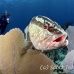 grouper_nassau_gw_lc_h_0064_cay3250.jpg